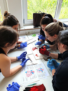 Sezieren medbo Pflegeschulen c Susanna Haselbeck